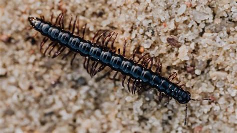 Centipede Dream Meaning & Spiritual Messages Explained.